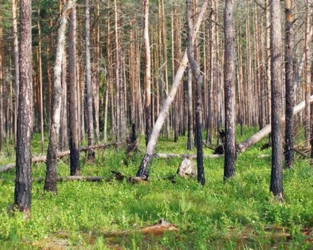 Trees in a forest