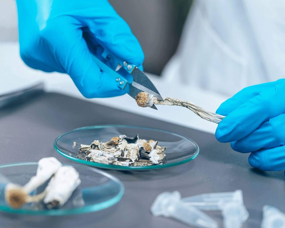 Study Psilocybin