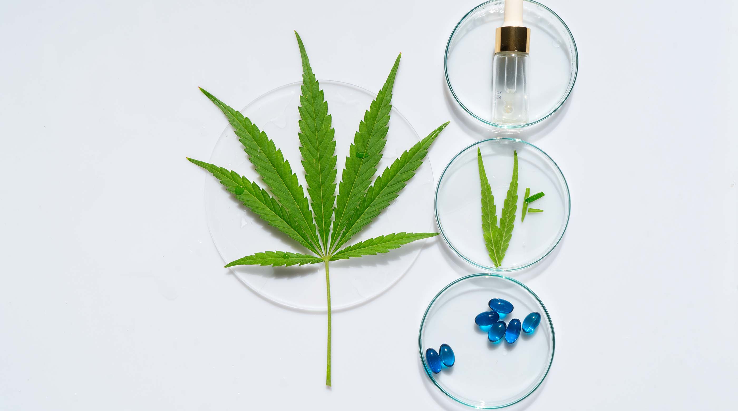 Cannabis leaf